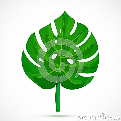 Monstera leaf Tropical plant Vector Illustration